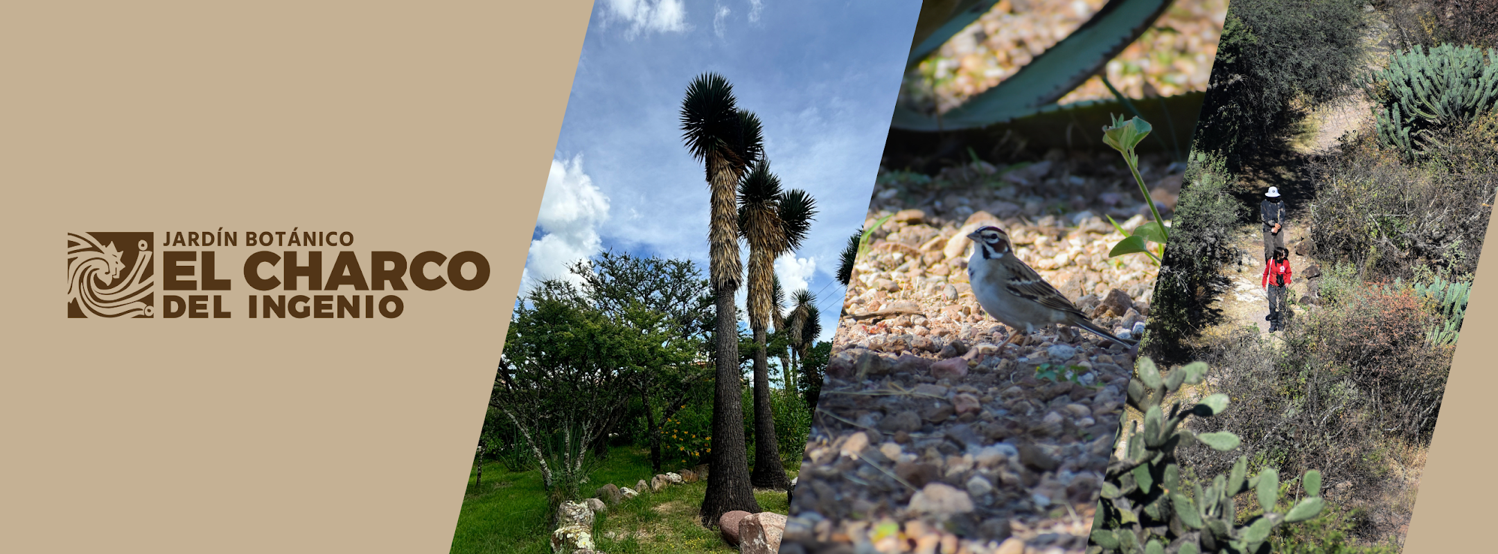 El Charco del Ingenio Jardín Botánico y Área Natural Protegida